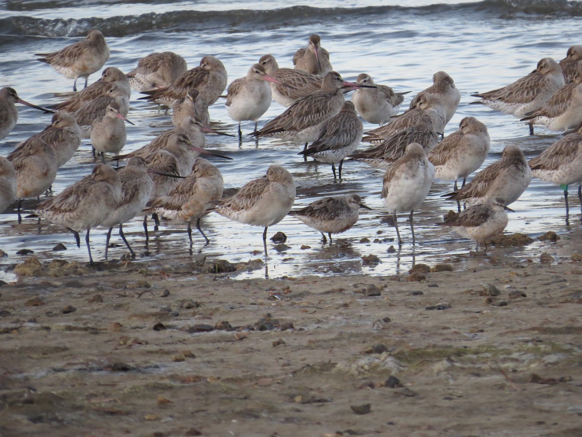 Red Knot - ML39363861