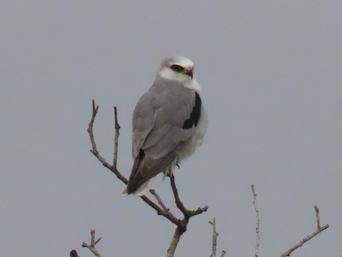 White-tailed Kite - ML393640701