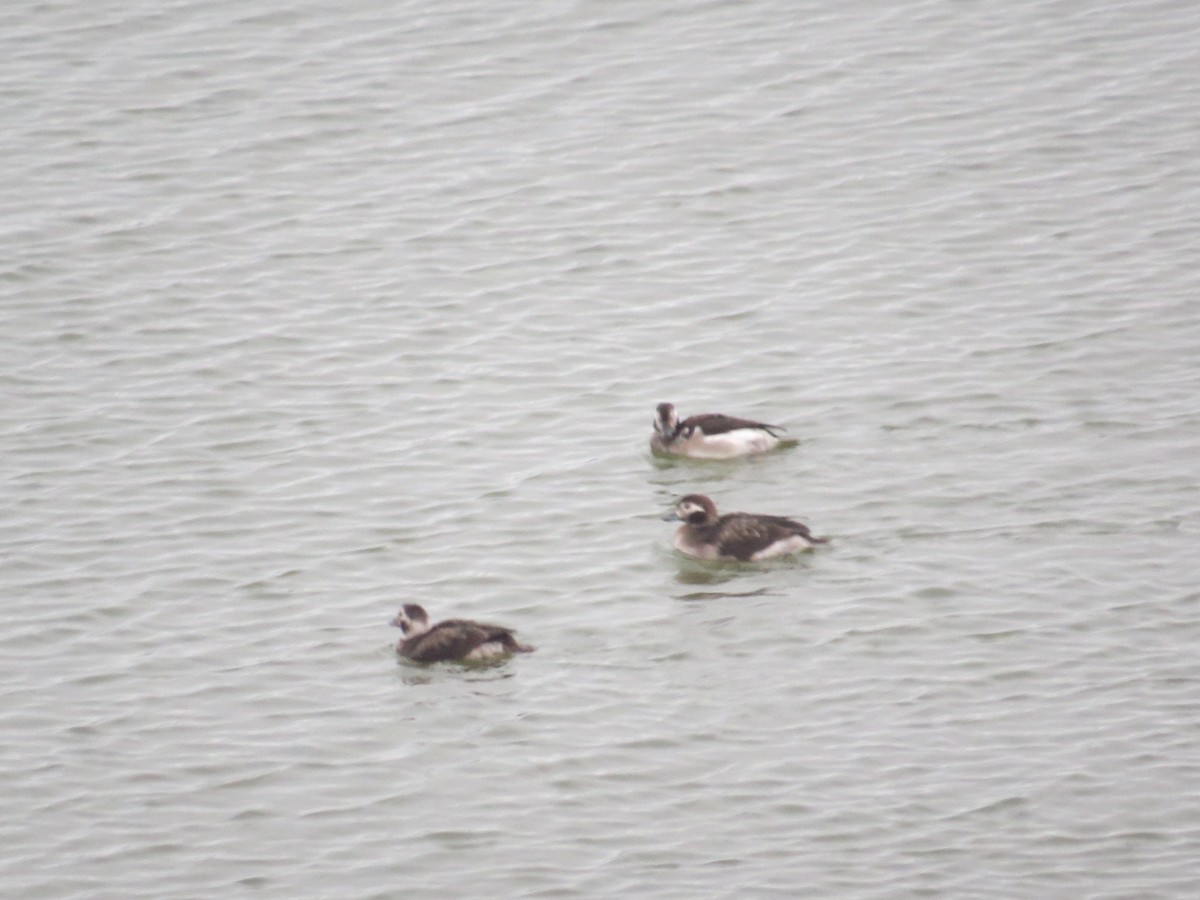 Long-tailed Duck - ML393643121