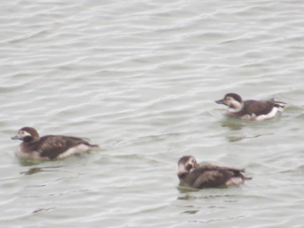 Long-tailed Duck - ML393643141