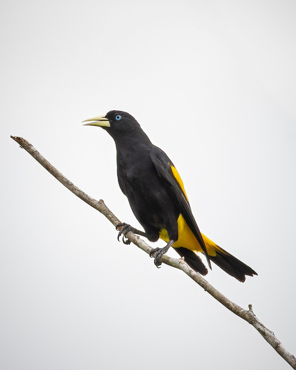 Yellow-rumped Cacique - ML393647581