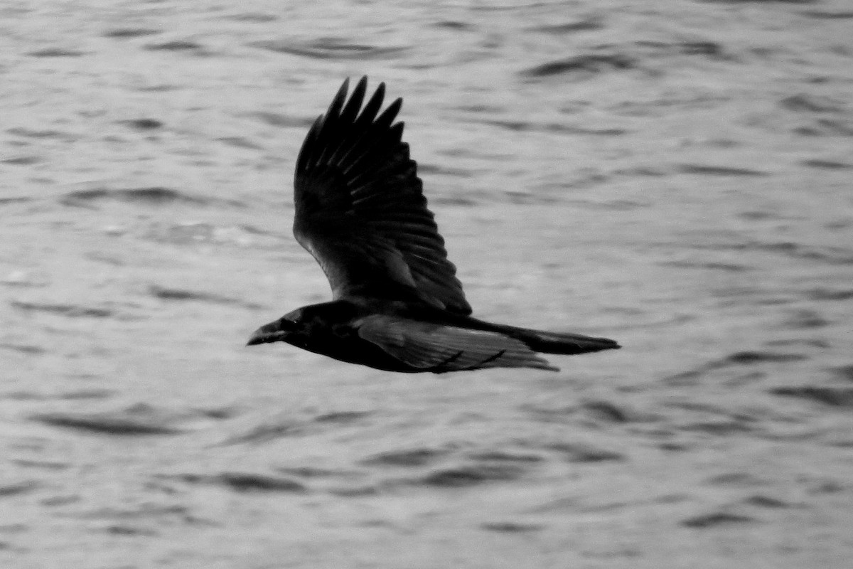 Common Raven - Josh Fecteau
