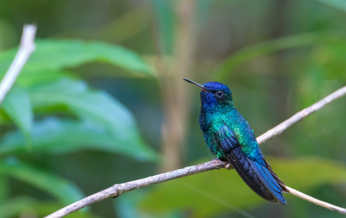 Blue-headed Hummingbird - Gabriel Kornbluh