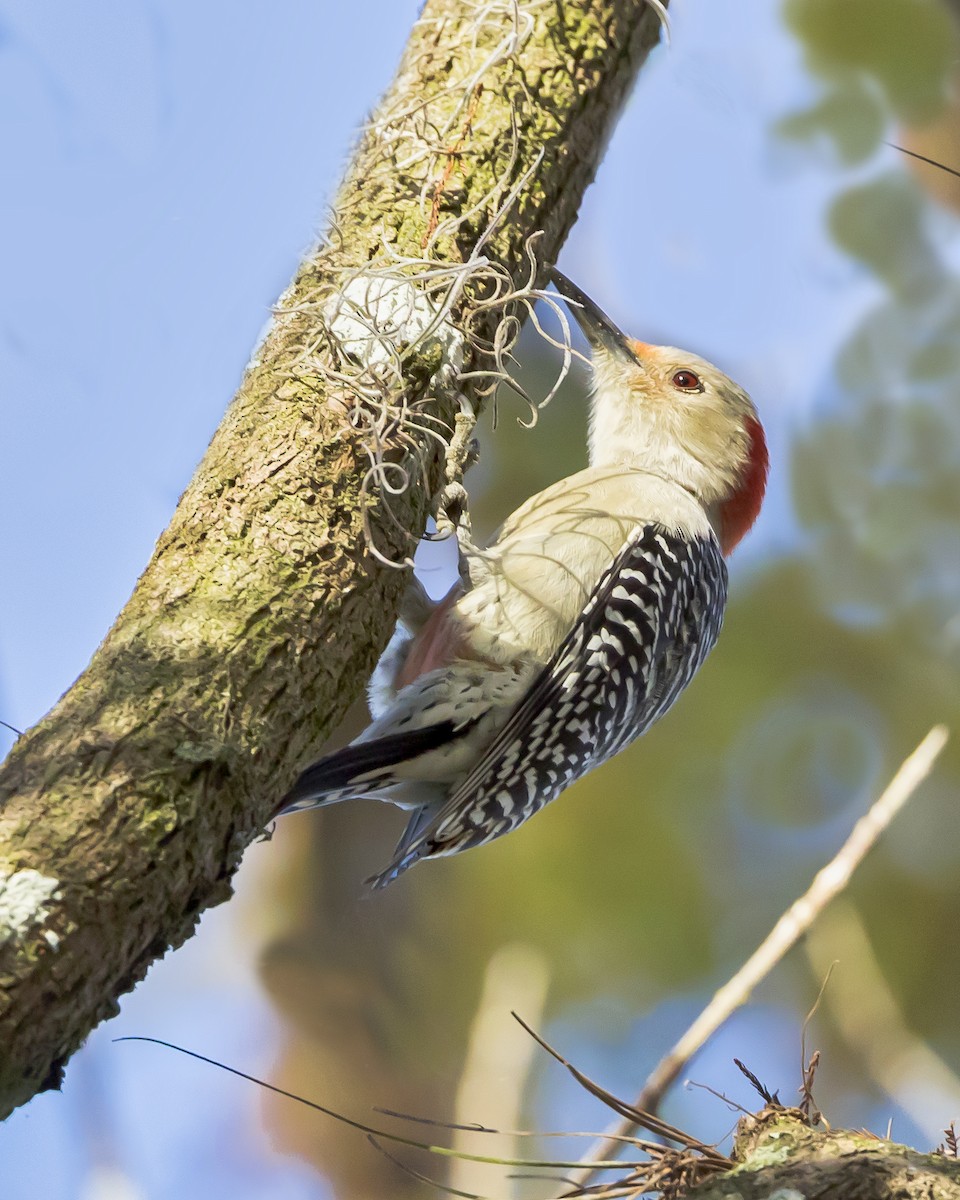 Red-bellied Woodpecker - ML393651611