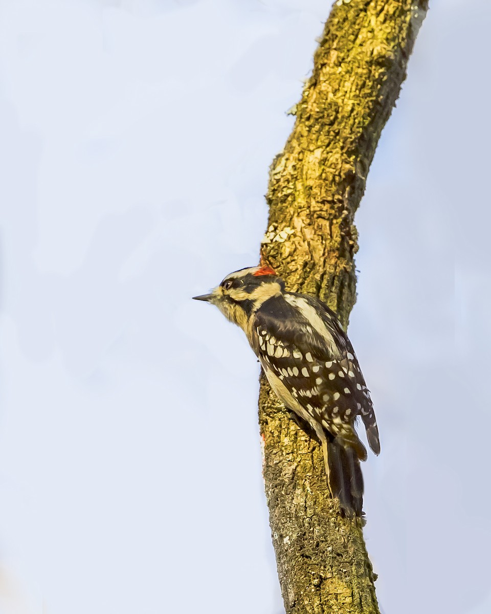 Downy Woodpecker - ML393651641