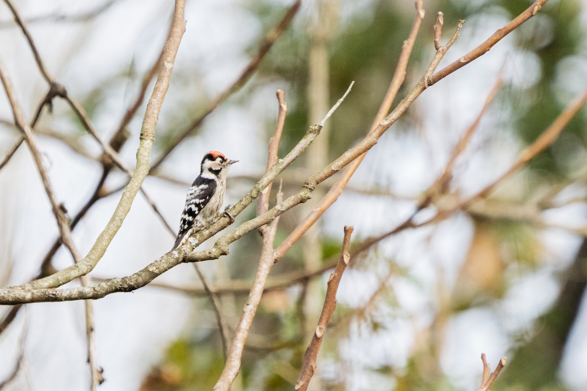 Lesser Spotted Woodpecker - ML393656211