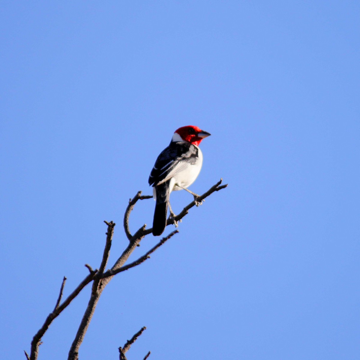 Red-cowled Cardinal - ML393663741