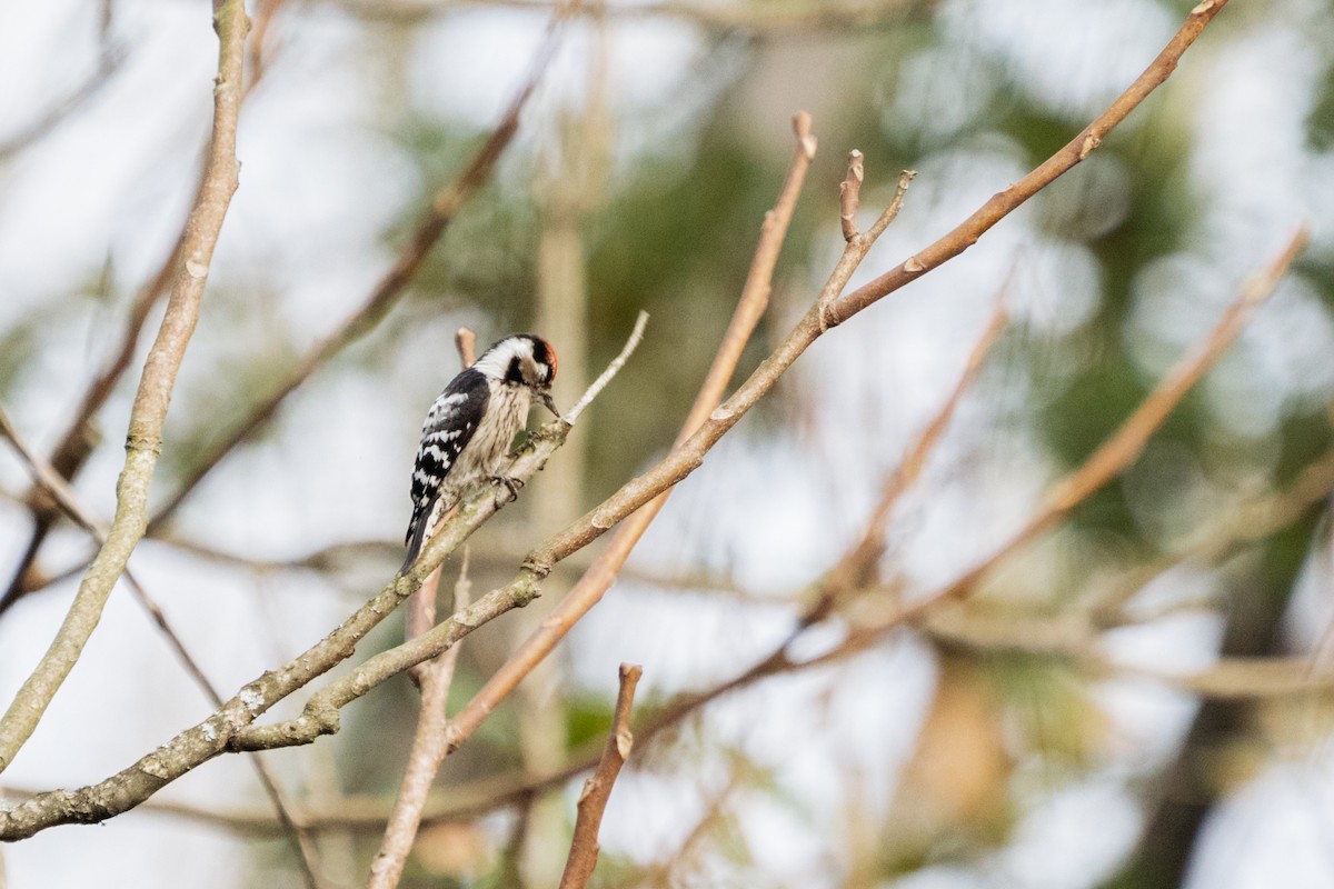 Lesser Spotted Woodpecker - ML393666031