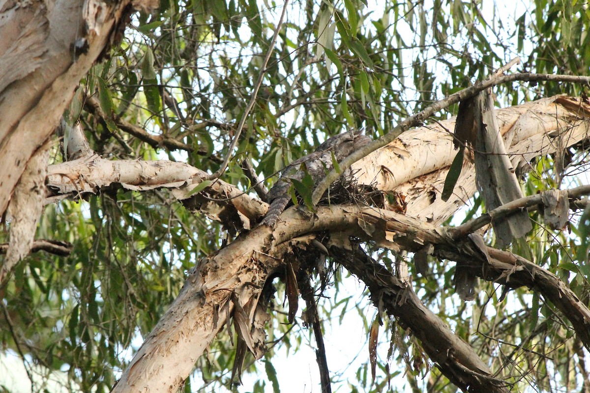 Papuan Frogmouth - ML39366791