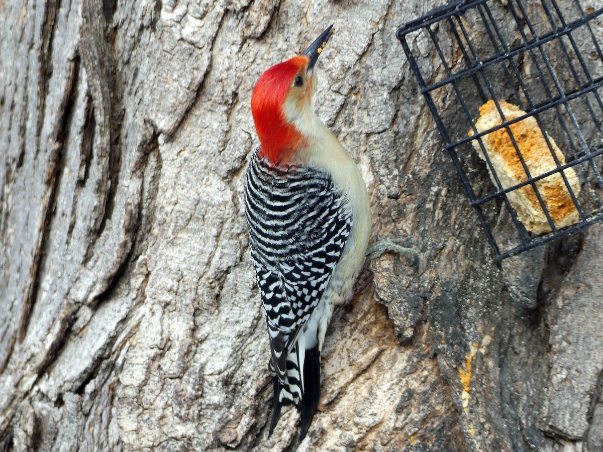 Red-bellied Woodpecker - ML393668041
