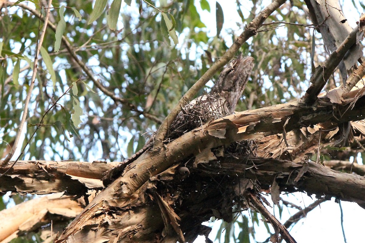 Papuan Frogmouth - ML39366841