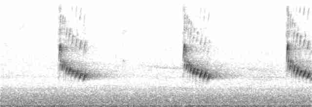 Поплітник каролінський - ML393675451