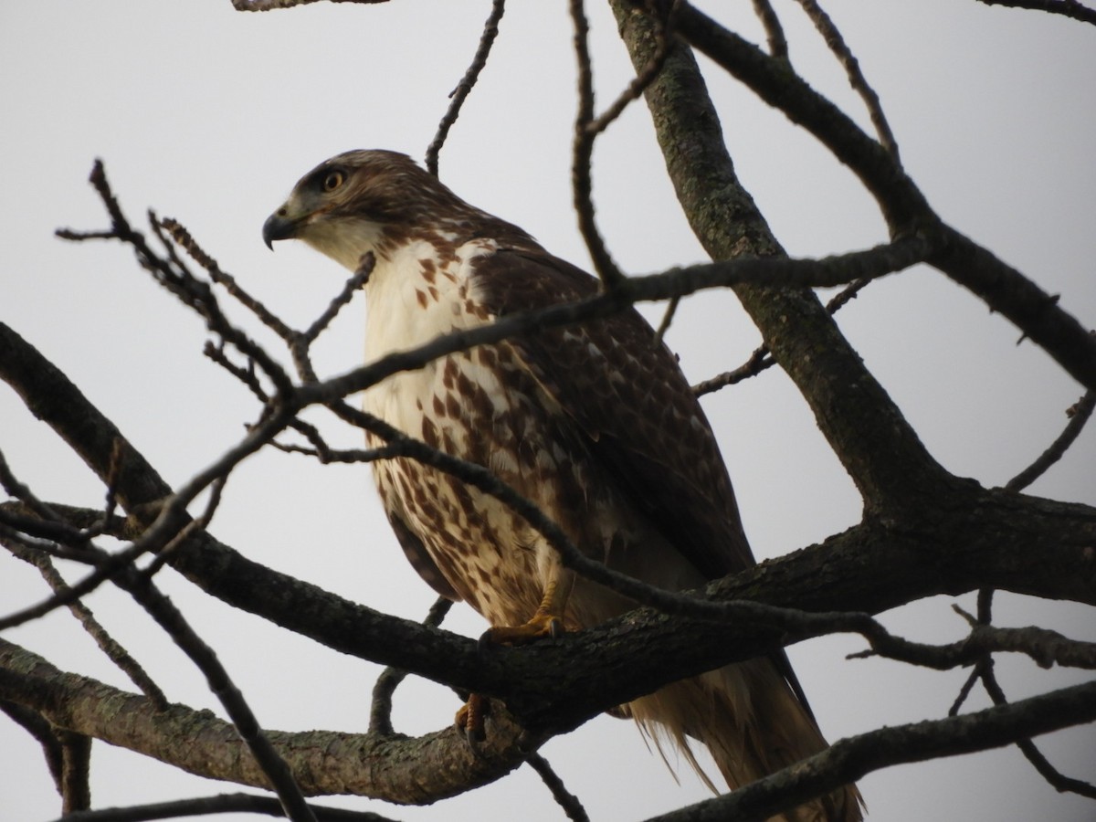 Red-tailed Hawk - ML393678521