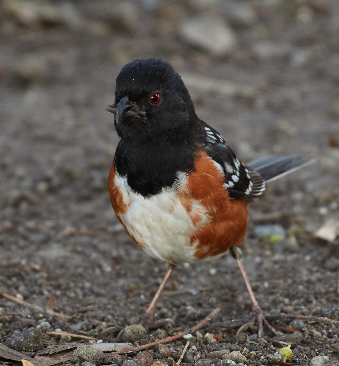 Spotted Towhee - ML39368281