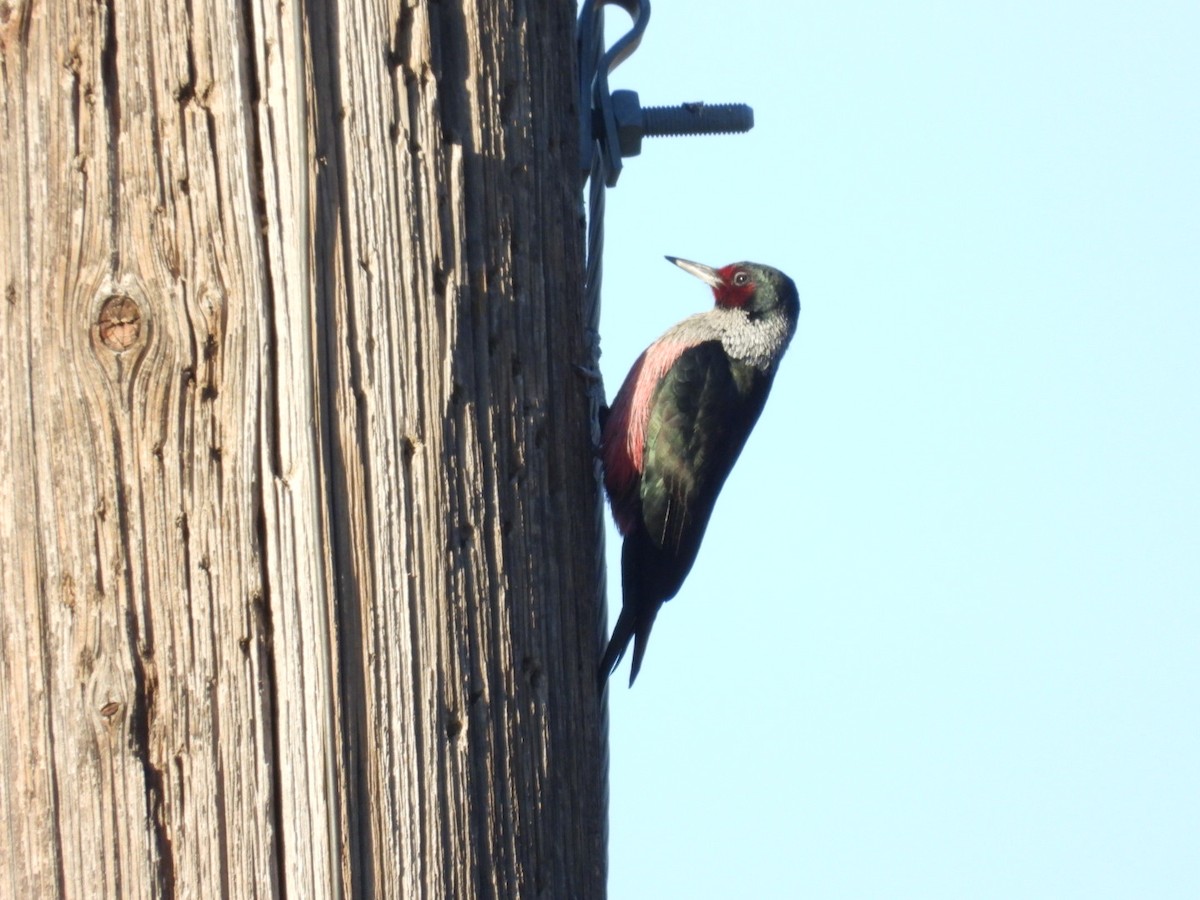 Lewis's Woodpecker - Van Ellis