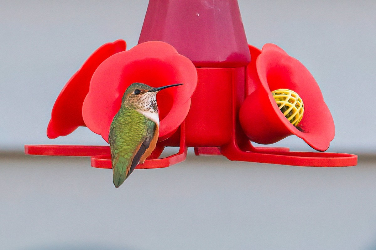 Allen's Hummingbird - Matt Mason