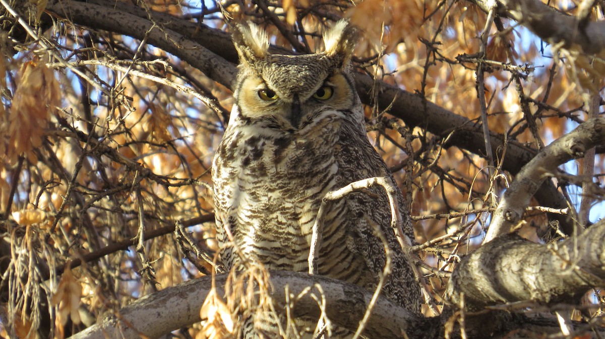 Great Horned Owl - Mike Hearell