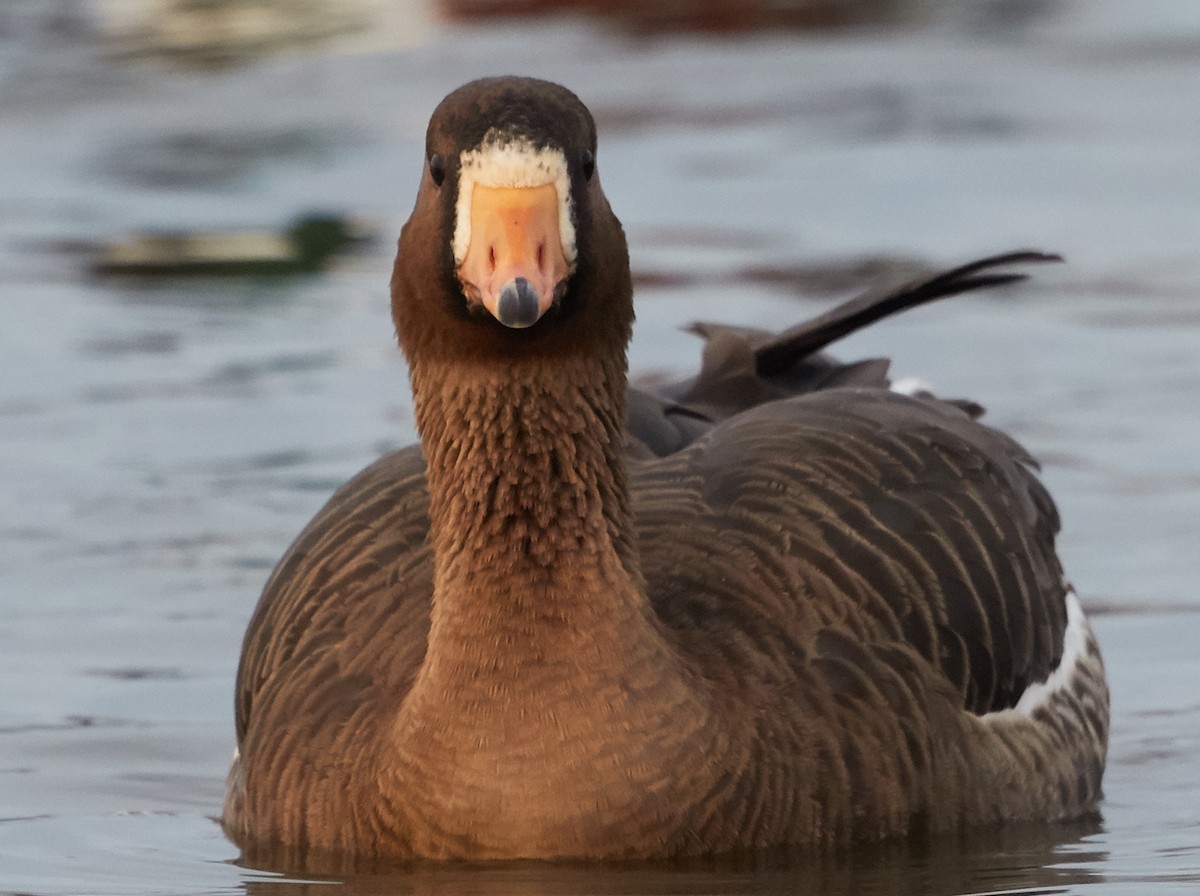 Greater White-fronted Goose - ML39369131