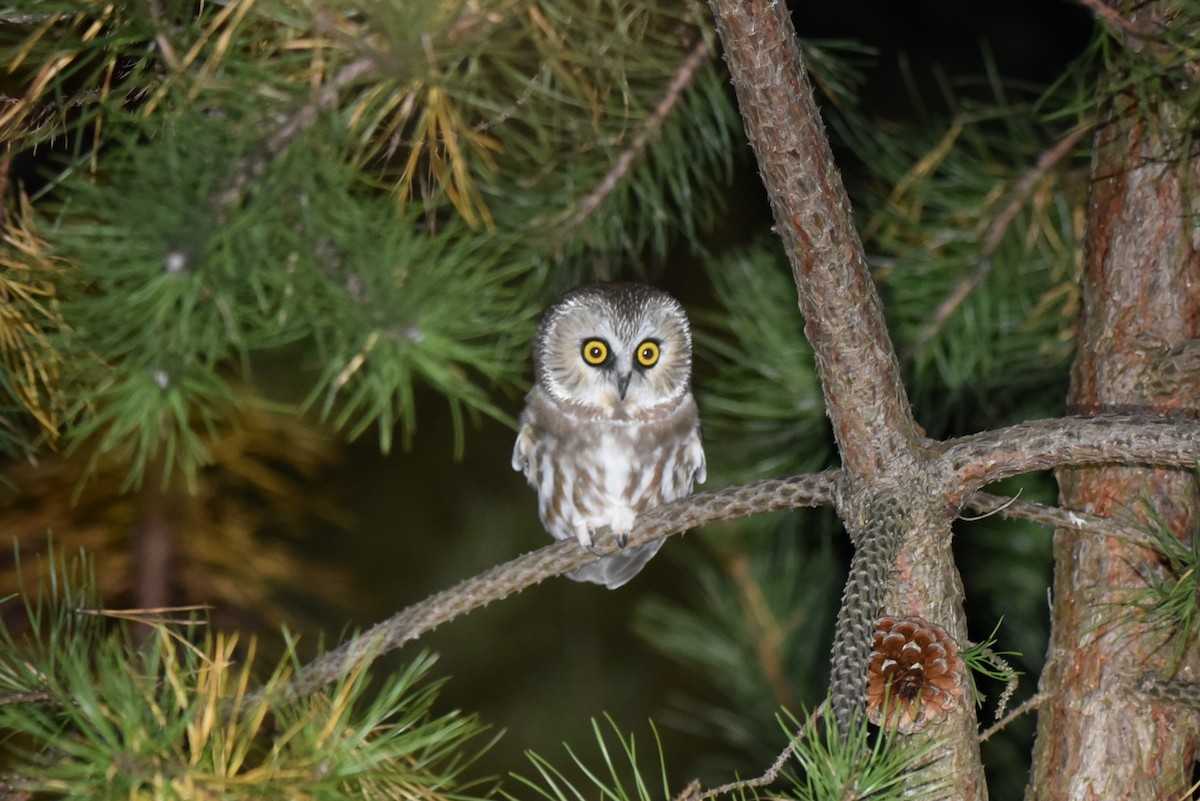 Northern Saw-whet Owl - Gavin Anderson