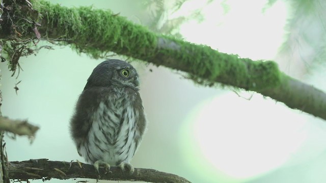 Northern Pygmy-Owl (Pacific) - ML393696101