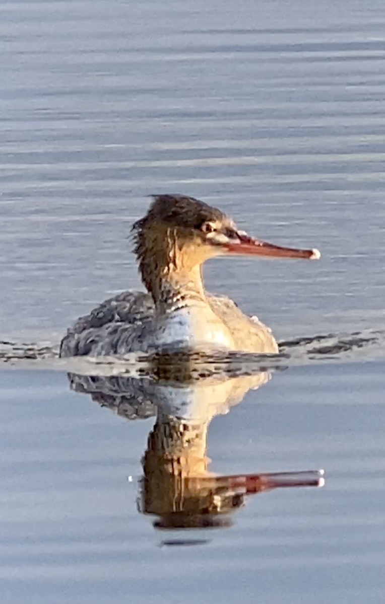 Red-breasted Merganser - Soule Mary