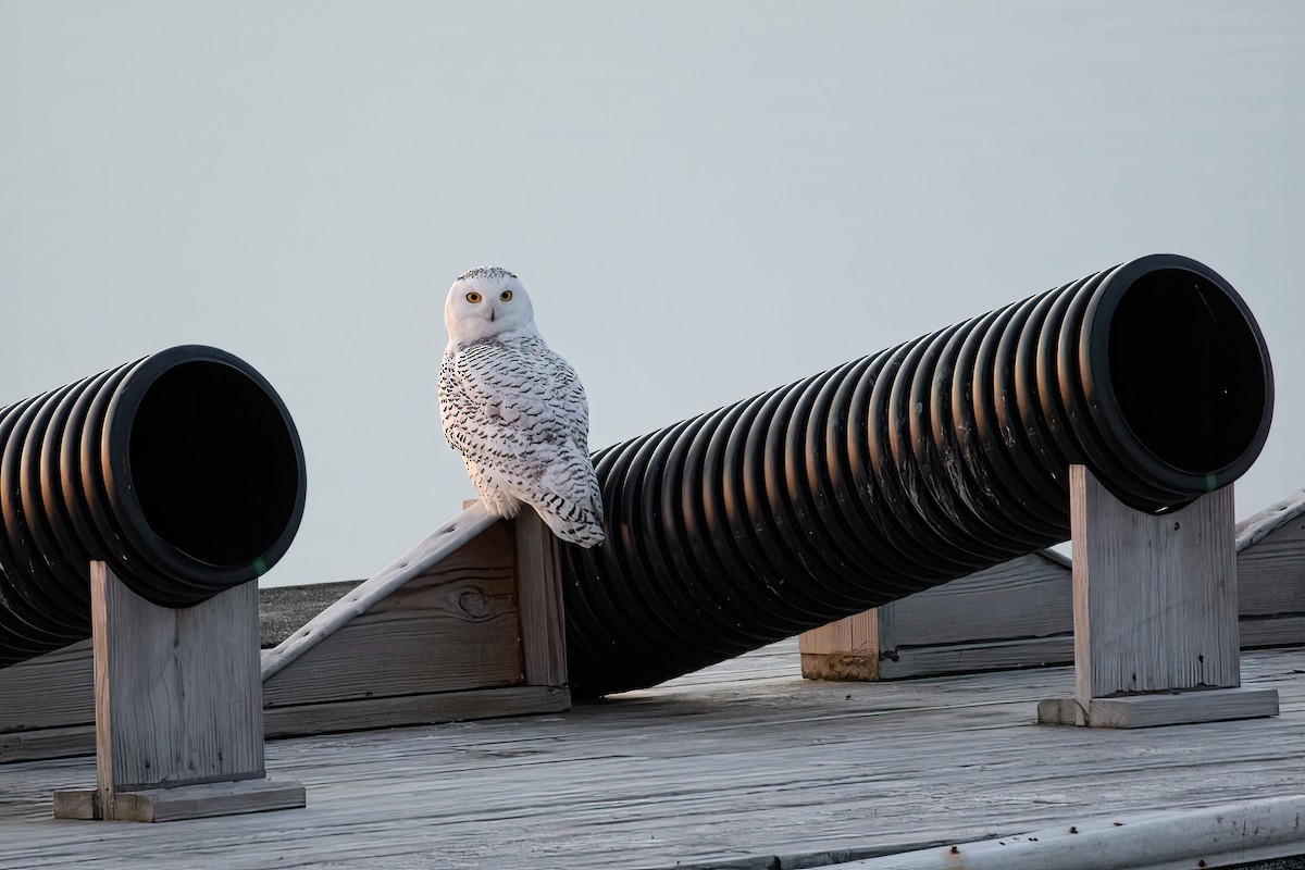 Snowy Owl - Leo Bix