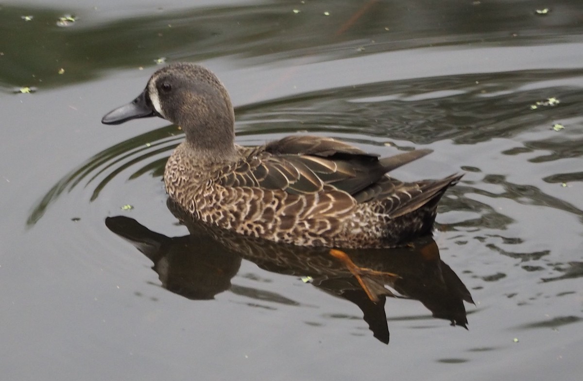 Blue-winged Teal - ML39371071
