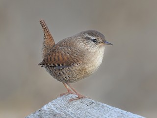  - Eurasian Wren (Eurasian)