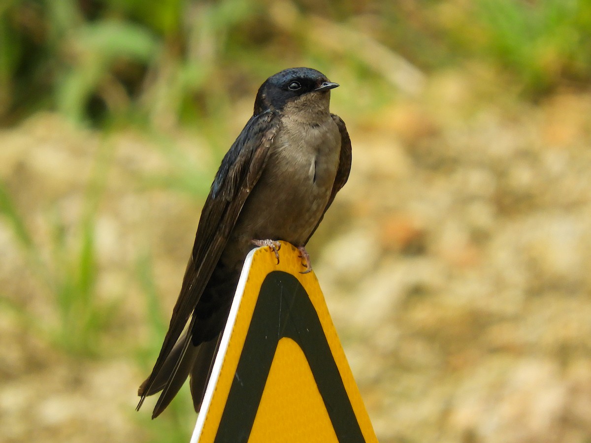 Brown-bellied Swallow - ML393711551