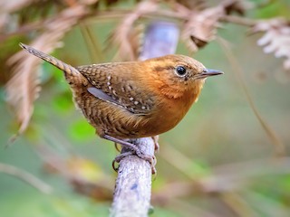  - Rufous-browed Wren