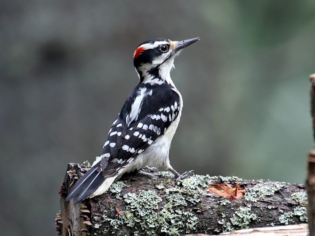 Hairy Woodpecker - Dick Dionne