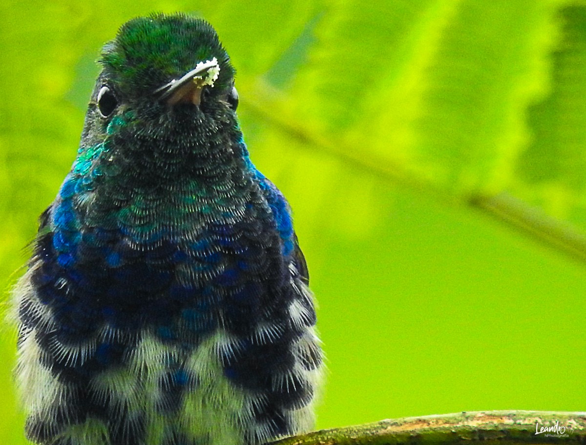 Violet-bellied Hummingbird - ML393722611