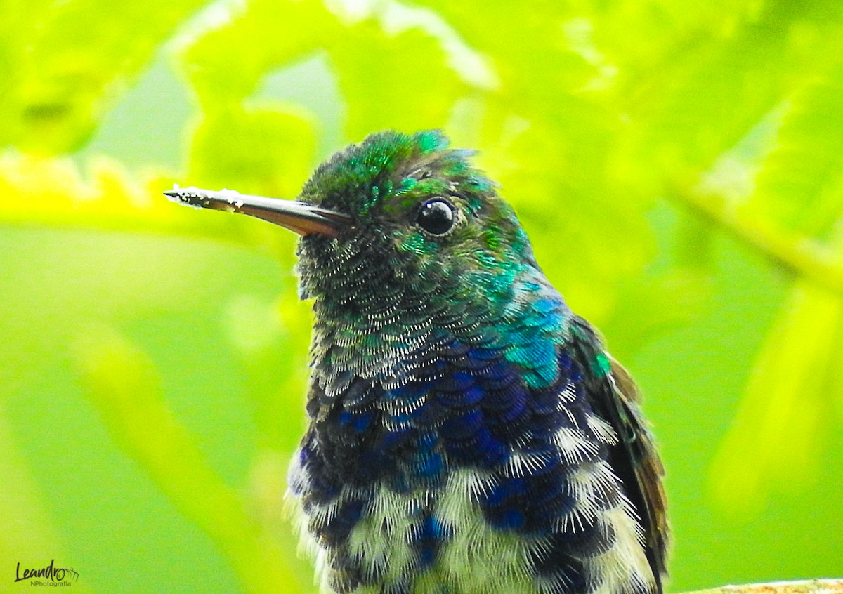 Violet-bellied Hummingbird - ML393722631