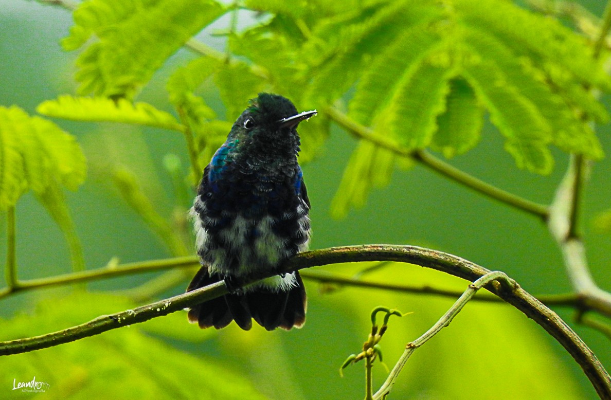 Violet-bellied Hummingbird - ML393722641