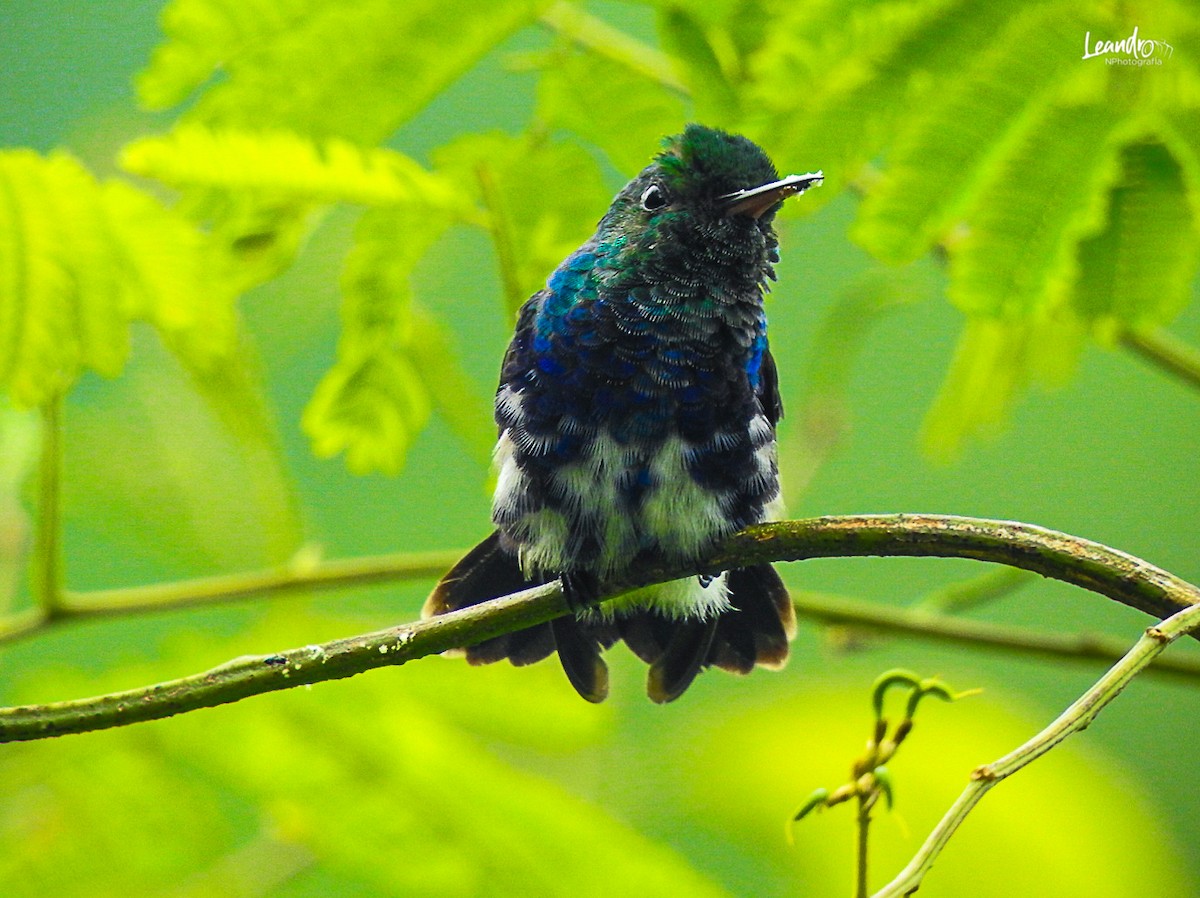 Violet-bellied Hummingbird - ML393722651
