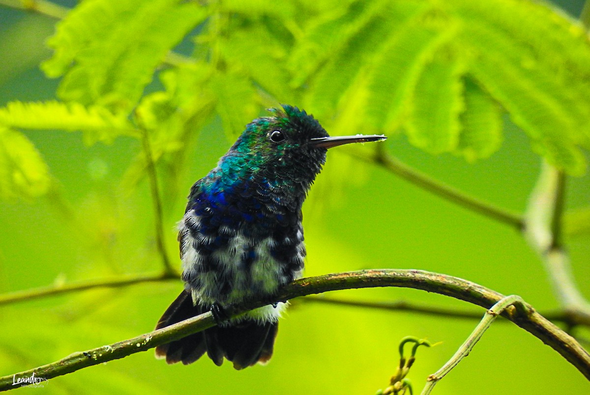 Violet-bellied Hummingbird - Leandro Niebles Puello