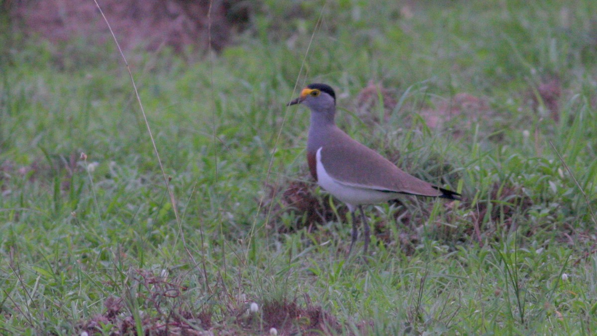 Brown-chested Lapwing - Nate Swick