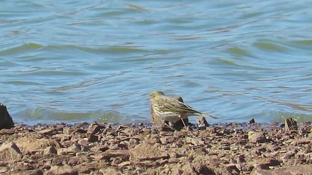 Meadow Pipit - ML393728461