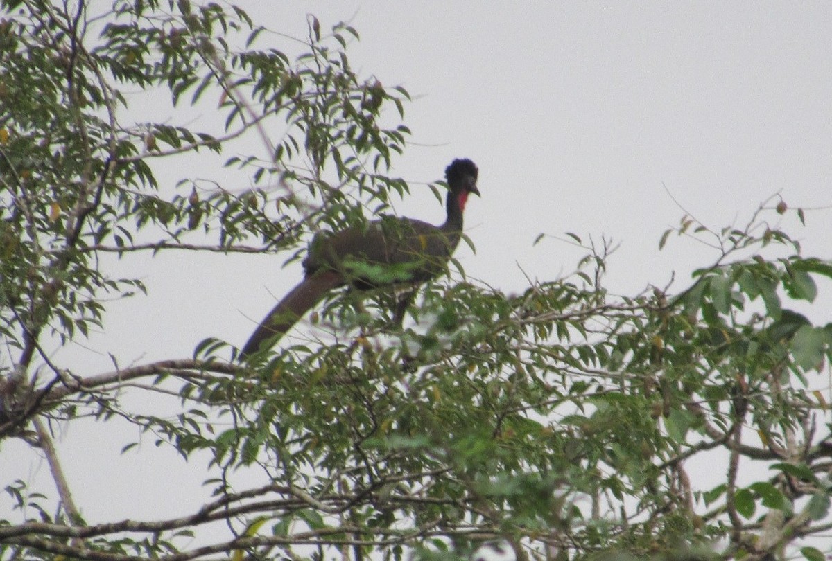 Crested Guan - ML393733431