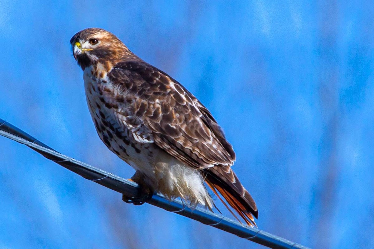 Red-tailed Hawk - ML393739131