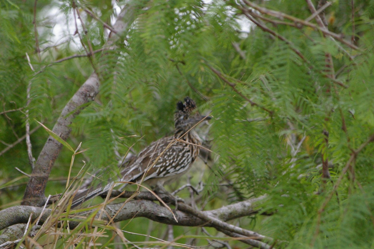 eBird Checklist - 10 Apr 2009 - Laguna Atascosa NWR--Alligator Pond ...