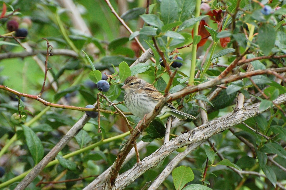 Chipping Sparrow - ML39374371