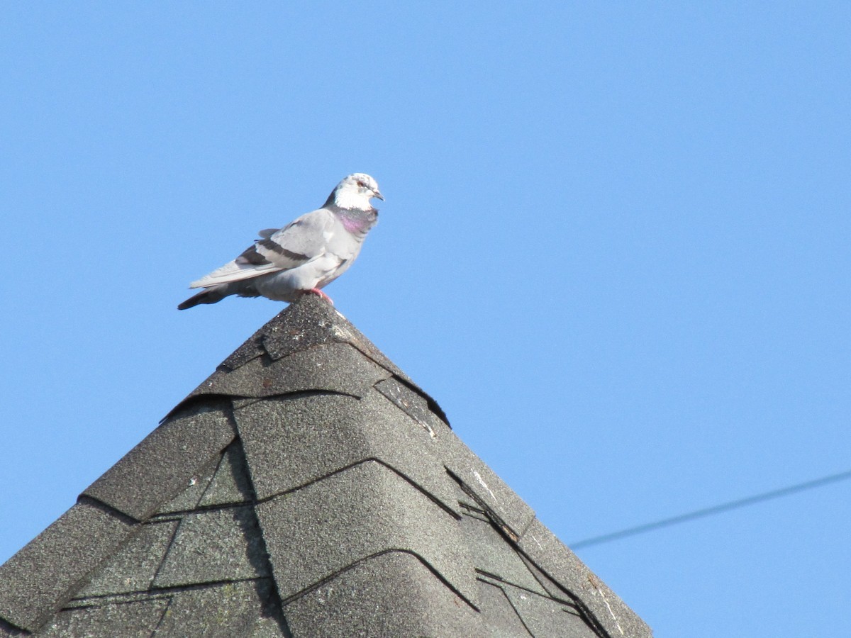 Rock Pigeon (Feral Pigeon) - ML393745881