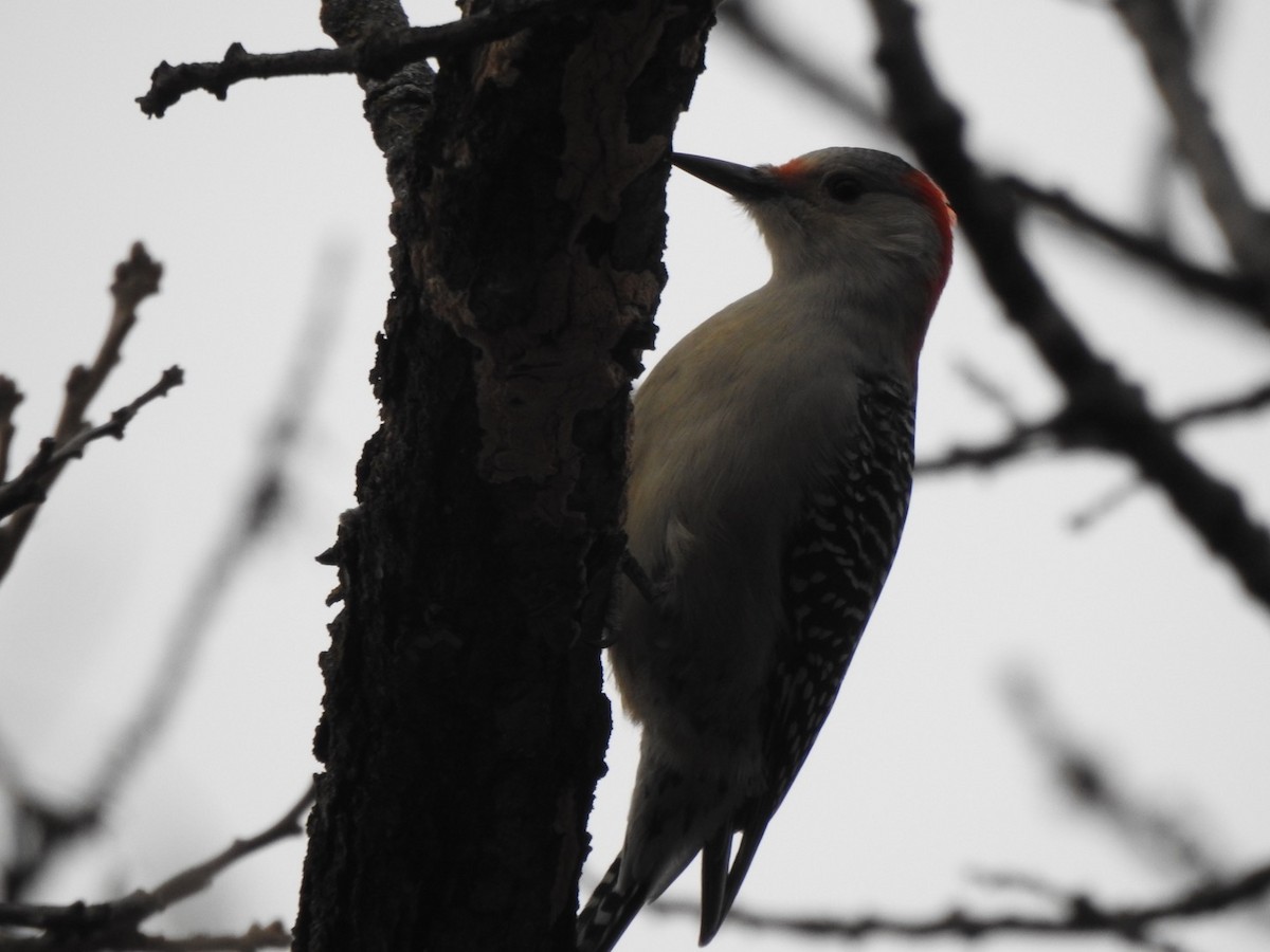Red-bellied Woodpecker - ML393748041