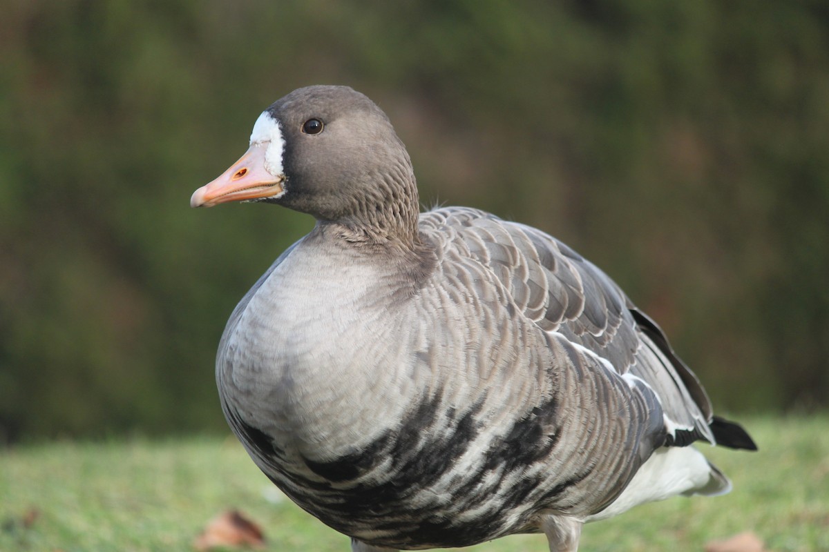 Greater White-fronted Goose - ML393750141