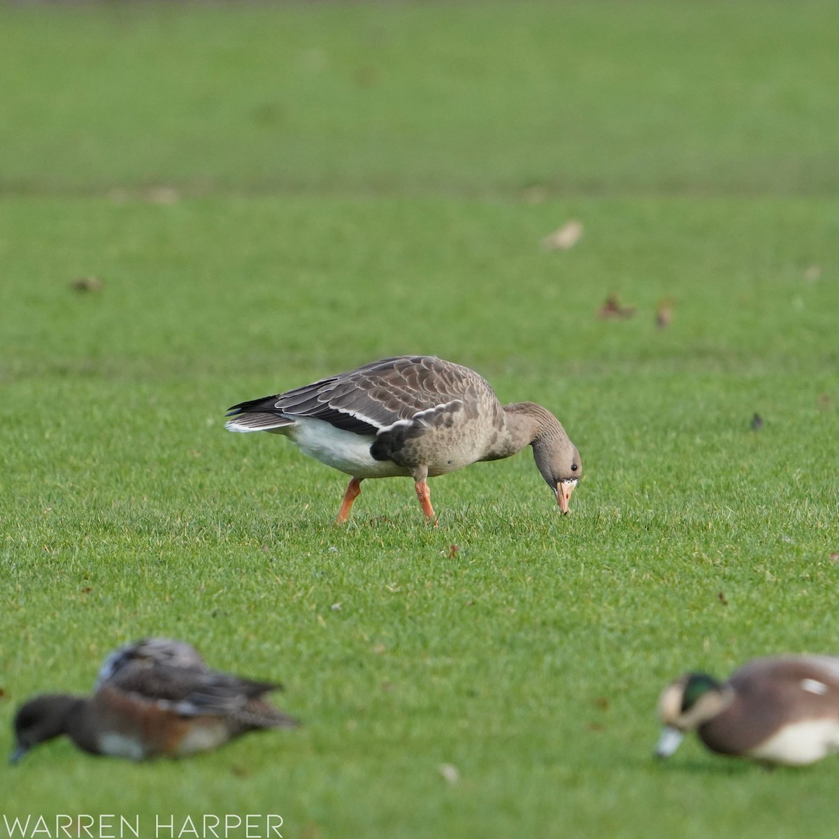 Greater White-fronted Goose - ML393752721