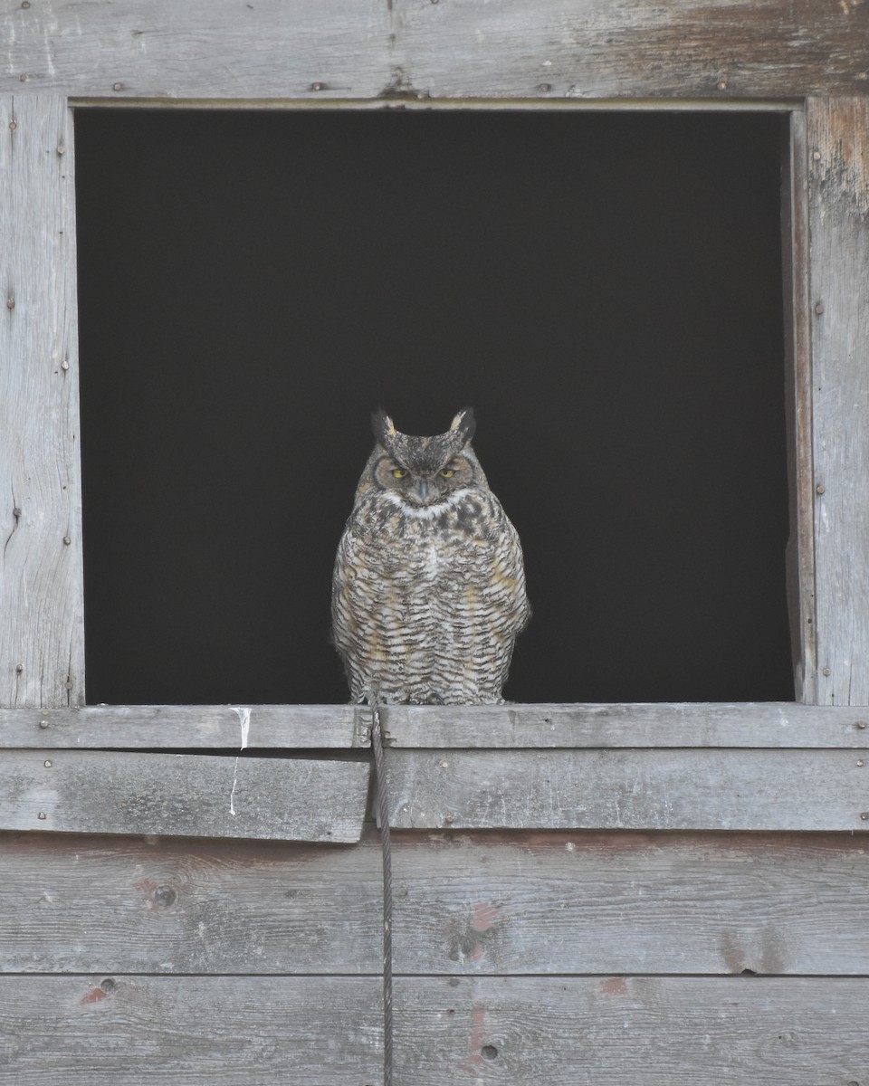 Great Horned Owl - ML393753391