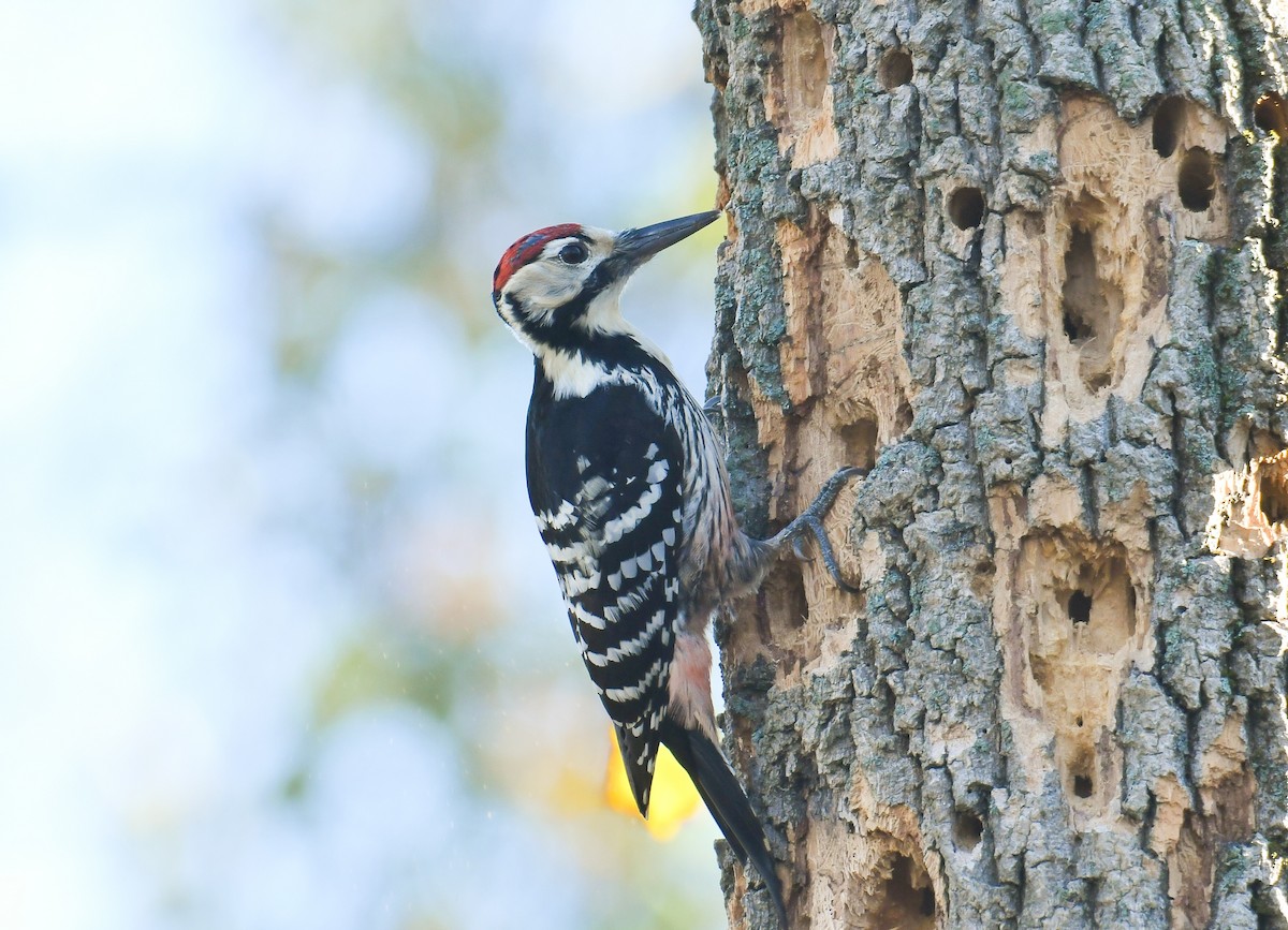 White-backed Woodpecker - ML393767021