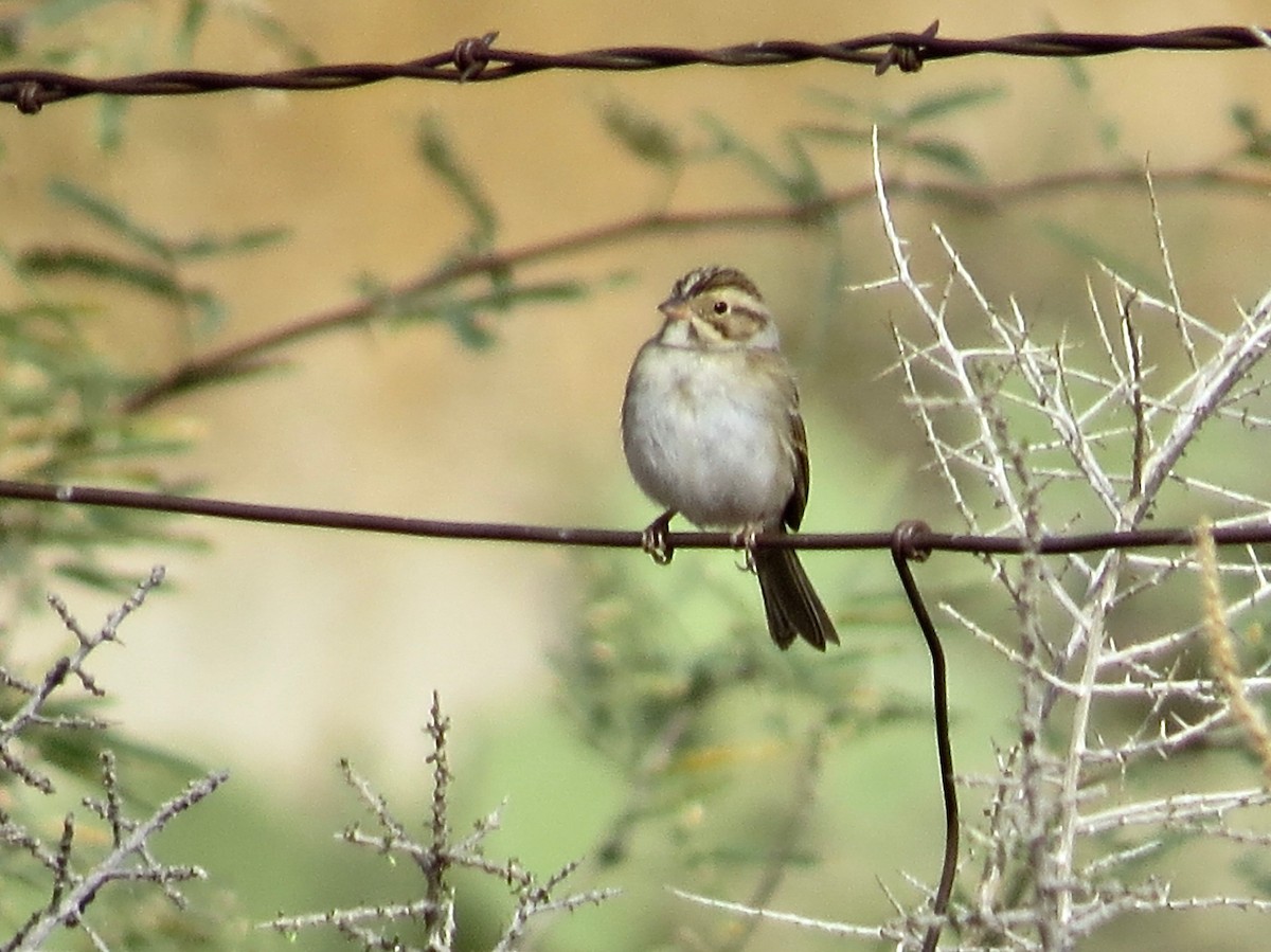 Clay-colored Sparrow - ML393767861