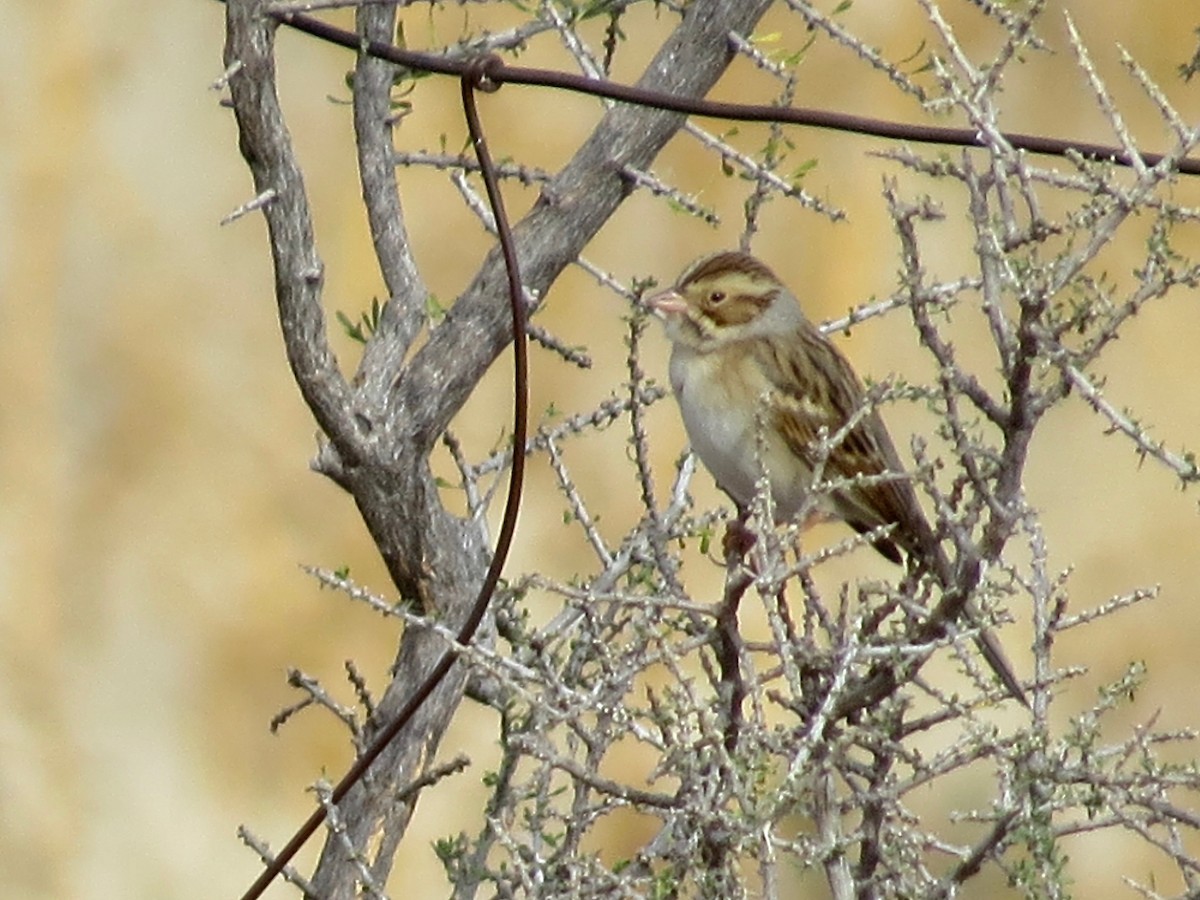 Clay-colored Sparrow - ML393768311